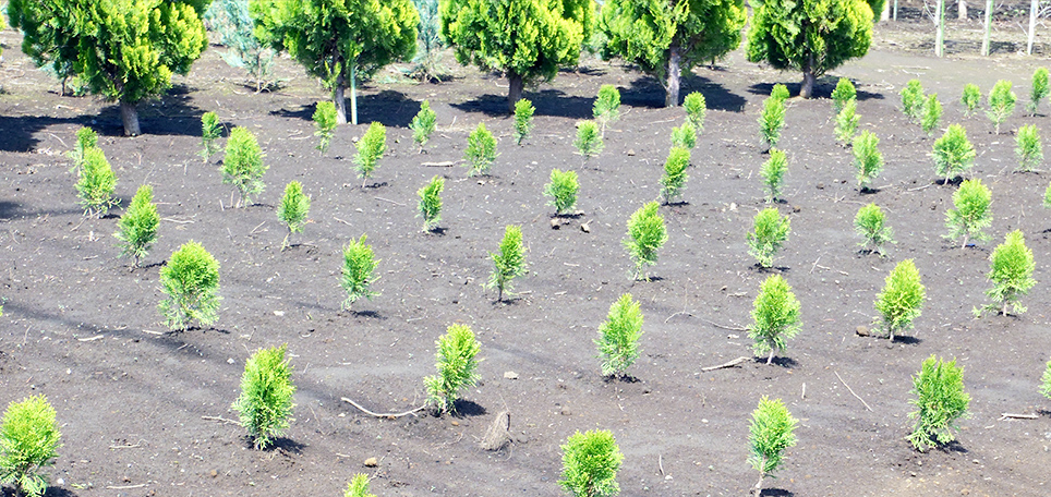 植木・庭木の生産・販売